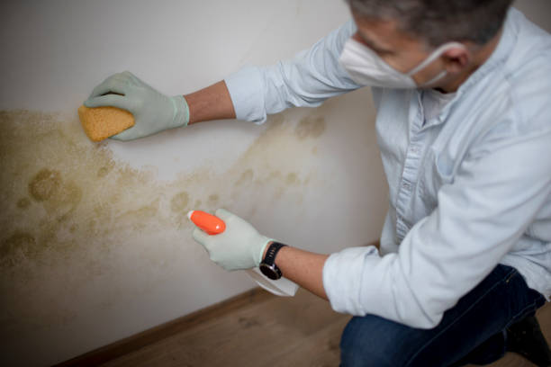 Best Commercial Mold Removal  in Glenn Dale, MD